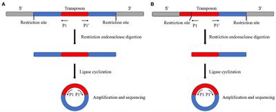 Application of transposon insertion site sequencing method in the exploration of gene function in microalgae